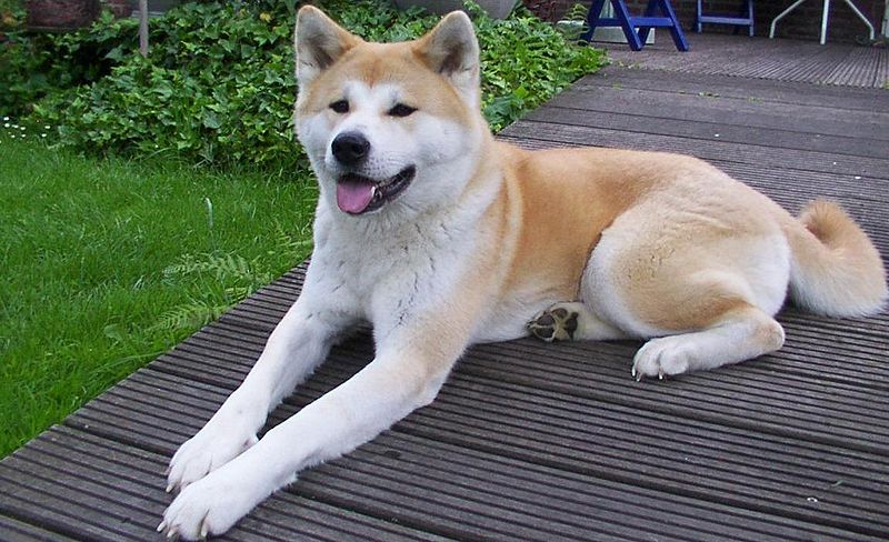 akita-inu